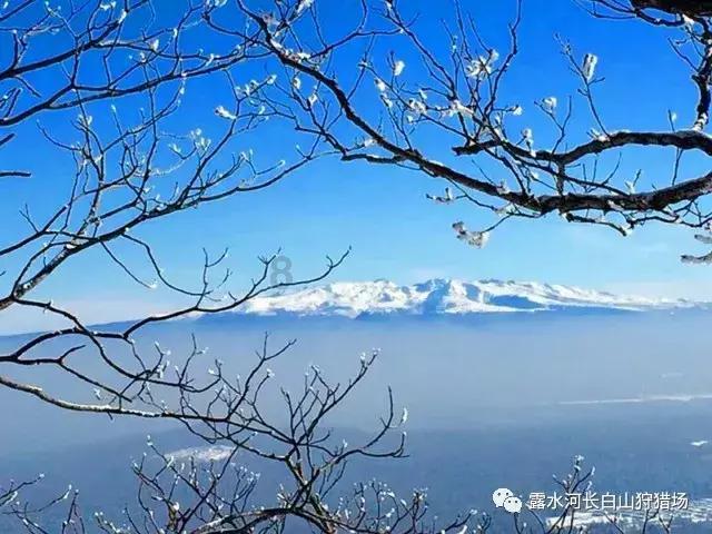 虫虫助手下载